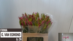Ne Bo Ras Van Roon 55L.cm 23bloei
