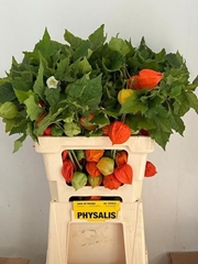 Physalis Stuk 60L.cm 34bloei