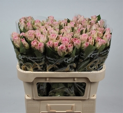 R Gr Bisou 70L.cm 23bloei