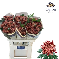 Chr G Ankara Red 75L.cm 100gram 23bloei