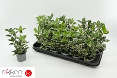 Euonymus Jap Kathy 9P 20H