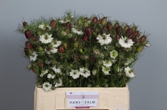 Nige Damascena Ov 65L.cm 23bloei