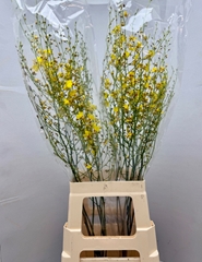 O Oncidium 70L.cm 23bloei