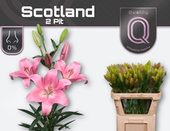 Li La Scotland 80L.cm 20+knop 23bloei