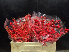 Ilex Vert Stuk 50L.cm