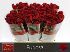 R Gr Furiosa 60L.cm 23bloei