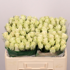 R Gr Athena 50L.cm 23bloei
