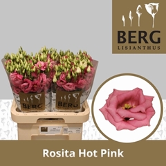 Eust G Rosita H Pink 70L.cm 55+knop 23bloei