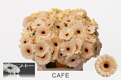 Ge Mi Cafe 50L.cm