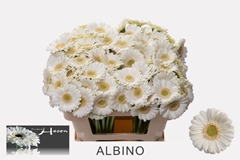 Ge Mi Albino 50L.cm