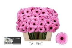 Ge Mi Talent 50L.cm