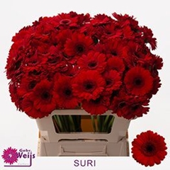 Ge Mi Suri 50L.cm