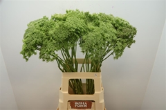 Ammi Visn Green Mist 70L.cm