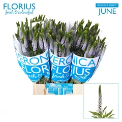 Veron Clea June 50L.cm 23bloei