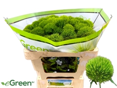 Di Barb Kiwi Mellow 50L.cm 999bloei