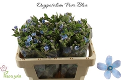 Oxypetal Tan Pur Blu 50L.cm