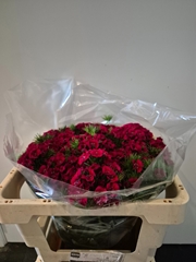 Di Barb S Will Red 46L.cm 25bloei
