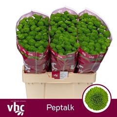 Chr S Aaa Peptalk 55L.cm 100gram 23bloei
