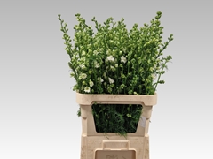 Cons R Q White 80L.cm 23bloei