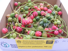 Diplocycl Groen P/ks