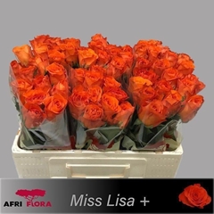 R Gr Miss Lisa? 50L.cm 23bloei