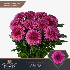 Chr G Lamira 70L.cm 105gram 23bloei
