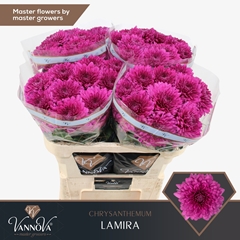 Chr G Lamira 70L.cm 90gram 23bloei
