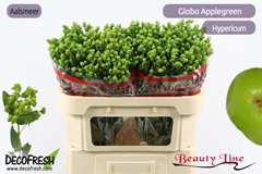 Hyp Globo Applegreen 70L.cm 23bloei