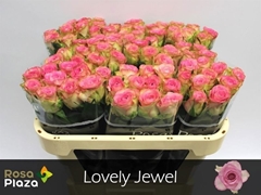 R Gr Lovely Jewel 70L.cm 23bloei