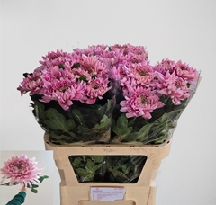 Chr G Holiday Purper 80L.cm 120gram 23bloei
