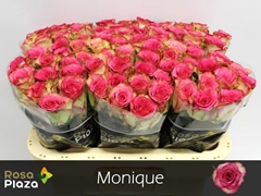 R Gr Monique 60L.cm 23bloei