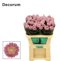 Chr G Couture 70L.cm 110gram 23bloei