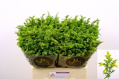 Soli Carzan Glory 60L.cm 15gram 23bloei