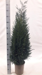 Cham L Columnaris 24P 130H