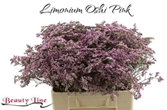 Lim Saf Oshi Pink 60L.cm 20gram 23bloei