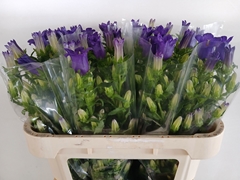 Campanula Champion Blue 70L.cm 23bloei