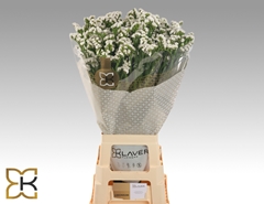Lim S Frost Wings 75L.cm 40gram 23bloei