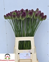 Allium Sphaerocephal 70L.cm 23bloei