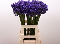 Agapanthus Blauw Atlantic 70L.cm 23bloei