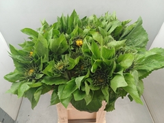 Helian An Sunrich Or 80L.cm 12Ø Cm 12bloei
