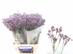 Verbena Ov 70L.cm 34bloei