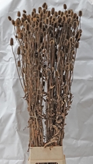 Dipsacus (KAARDEBOL) 160L.cm
