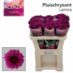 Chr G Lamira 70L.cm 60gram 23bloei