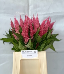 Cel P Royal Pink 50L.cm