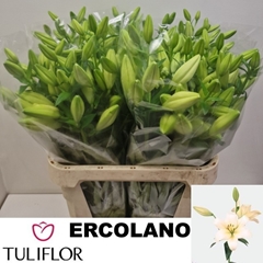 Li La Ercolano 95L.cm 55+knop 23bloei