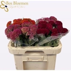 Cel C Repris Gem Fst 60L.cm 23bloei