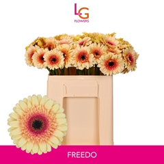 Ge Mi Freedo 50L.cm