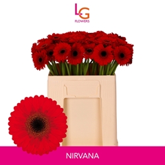 Ge Mi Nirvana 50L.cm