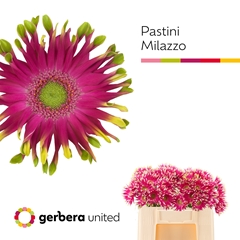 Ge Kv Pastini Milazz 50L.cm