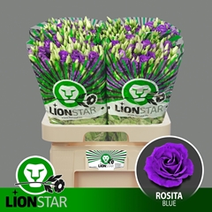 Eust G Rosita Blue 70L.cm 55+knop 23bloei
